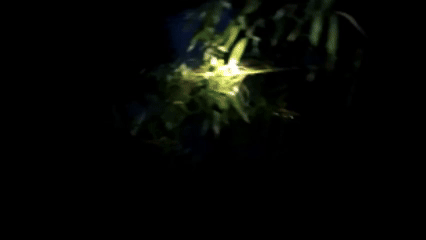 6月25日 (3).gif